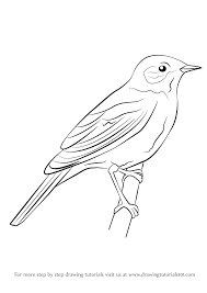 Black And White Bird Pokemon Name Step By Step How To Draw A Nightingale Drawingtutorials101 Com In 2020 Bird Drawings Drawings Bird Sketch