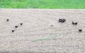 Image result for squirrel poop