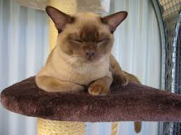 We currently breed the color's brown, blue, chocolate, lilac, red, cream and a range of tortie colour's. Burmese Natmac Neptune Stud Kitten Cat P1040166 Natmac Burmese Cats Kittens