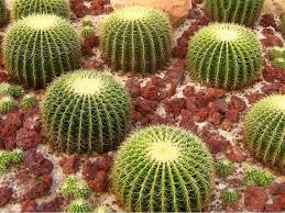 The seeds can be found. Echinocactus Grusonii Golden Barrel Cactus World Of Succulents Echinocactus Grusonii Golden Barrel Cactus Cactus Seeds