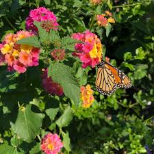 Best flowers for monarch butterflies. Creating A Butterfly Habitat Garden In Houston