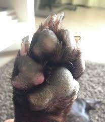 We did not find results for: Swollen Paw Pad Dog Forum
