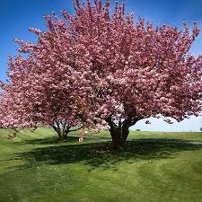 Flowering trees, in particular, have high aesthetic value. Flowering Trees Best Flowering Trees To Buy The Tree Center