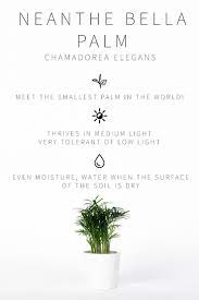 A Complete Guide To Lighting For Your Indoor Plants Quiz Vintage Revivals Low Light Bright Indirect Low Light Plants Plant Care Houseplant Indoor Plants