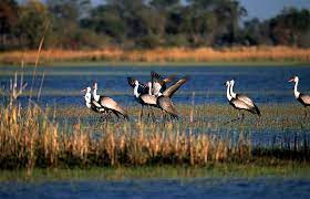 Camp moremi is situated in the xakanaxa area of moremi game reserve in botswana. Moremi Game Reserve In Botswana Everything To Know Discover Africa Safaris