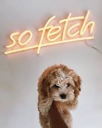 So Fetch Neon Sign At Hunter June Nashville S New Dog Boutique Photo Cred Https Www Instagram Com Nashtakesthevi Dog Boutique Pet Supply Stores Pet Store