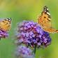 Citizen Science Sundays