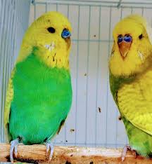 Pin By Leo Smg On Animal House Pets Shop Miami In 2020 Pet Shop Animals Pets