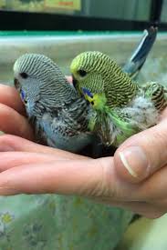 アクアショップ STORY