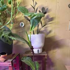 Image result for Ficus variifolia