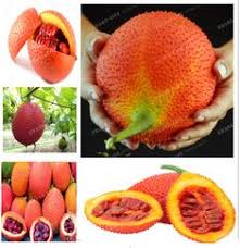 Fruit trees combining beauty and function to any landscape we offer a complete variety of fruit trees. 100 Pcs Seeds Balcony Patio Fruit Trees Bonsai Psidium Plants Free Shipping 2019 Bonsai Yard Garden Outdoor Living