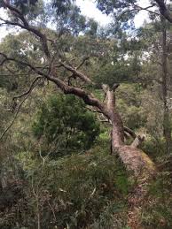 In 1838, federal troops began forcing the native cherokee. Upper Sweetwater Creek Reserve Picture Of Upper Sweetwater Creek Reserve Frankston Tripadvisor