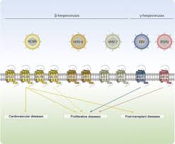 Check spelling or type a new query. Viral G Protein Coupled Receptors Attractive Targets For Herpesvirus Associated Diseases Pharmacological Reviews