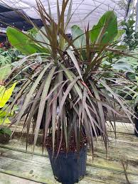 Image result for Dracaena afromontana