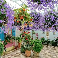Image result for Streptocarpus saxorum