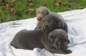 Akc labrador retriever puppies we spend a lot of time with our pups and they are well we have english lab puppies for sale from lt yellow to snow white,and chocolate and red. Our Girls And There Silver Charcoal Fox Red Labrador Puppy Pictures