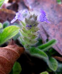 Image result for Nelsonia canescens