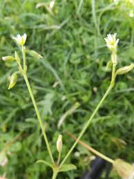 Image result for Cerastium afromontanum