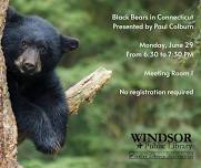 Black Bears in Connecticut