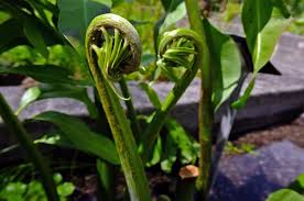 Image result for Acrostichum aureum