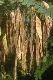 Image result for Calpurnia aurea