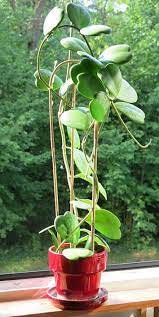 How to tell if your hoya kerrii is happy. Hoya Kerrii Sweetheart Plant Valentine Hoya Guide Our House Plants