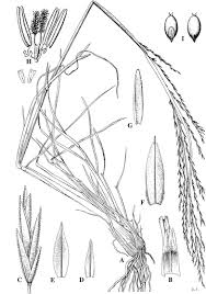 Image result for Hubbardochloa gracilis