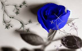 Pin En Flowers And Roses