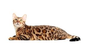 However, breeders have brought new colors to the bengal cat breed including; 175 Awesome Names For Bengal Cats We Re All About Pets