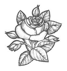 I decided to submit another lesson before lights out! Realistic Rose Sketch Vector Images Over 500