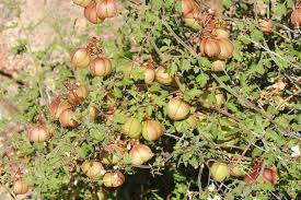 Image result for Cardiospermum