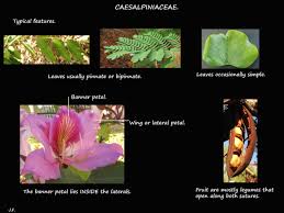 Image result for Fabaceae subfamily Papilionoideae