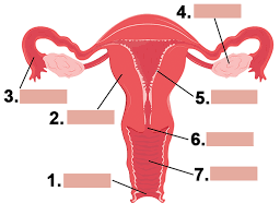 Please, try to prove me wrong i dare you. Do You Know The Female Reproductive System
