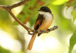 Cinnamon Tailed Fantail Bird Birds Sea Island