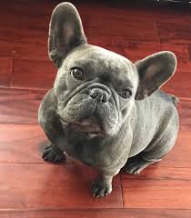 Jul 04, 2021 · welcome to colorado french bulldogs! French Bulldogs Mecham Family Kennels
