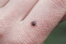 We offer flea and tick control services in southeast virginia and will help you rid your home of signs of fleas & ticks in your virginia home. 2021 Tick Extermination Cost Tick Extermination Service