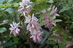 Image result for Indigofera longistaminata