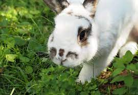 How The Rabbit Was Domesticated Publications Guides Our Stories Four Paws International