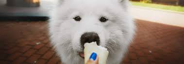 Remember, your dog can't voice their concerns to you, so while they might look ok on the outside, they could be experiencing some major digestive issues on the inside. Dogs Ice Cream The Scoop On Avoiding It Hill S Pet