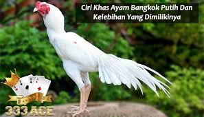 Ciri Khas Ayam Bangkok Putih Dan Kelebihan Yang Dimilikinya Sabung Ayam Online Bangkok Ayam Warna