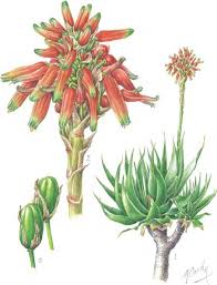 Image result for Pavetta lasiopeplus