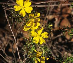 Image result for Hibbertia