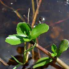 Image result for Enydra fluctuans