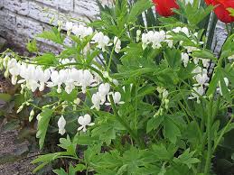 Image result for Dicentra spectabilis alba