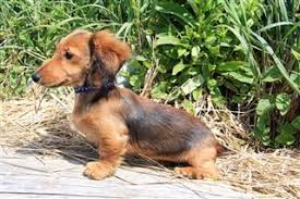 The rat terrier dachshund mix. Crazy Things You Didn T Know About The Dachshund Terrier Mix Dogappy
