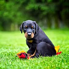 The search tool above returns a list of breeders located. 1 Doberman Pinscher Puppies For Sale In Florida Uptown