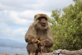 40+ vektoren, stockfotos und psd. Affen Auf Gibraltar Foto Bild Europe Tiere Wildlife Bilder Auf Fotocommunity