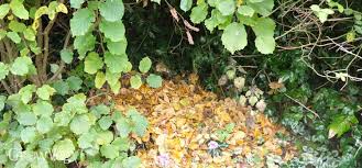 Now i know this sounds strange because the question is how then do we deal with those pesky insects and maintain a healthy garden at the same time? Organic Gardening Advice On How To Garden Naturally And Without Pesticides