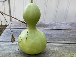 Image result for Lagenaria siceraria