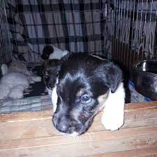 otpustit menya pogulyat shenok shenochki foksterer foxterrier smartnose dogs animals